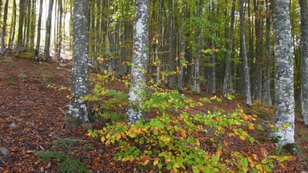 秋天的山毛榉林 树枝上叶子的细部变成黄色 然后掉落在地上 把森林的地面涂成红色 意大利 — 图库视频影像