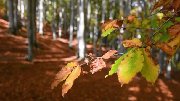 Буковий Ліс Восени Близько Листя Гілці Жовтні Листя Букових Дерев — стокове відео