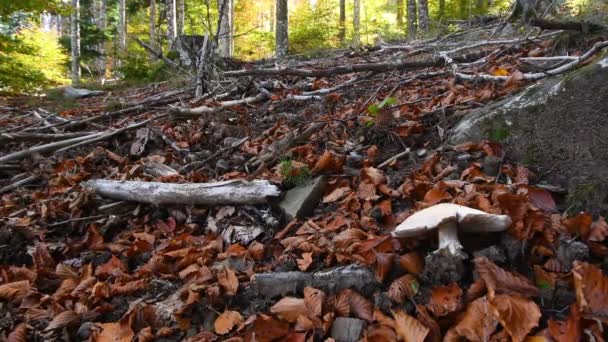 Říjen Listy Padají Zem Doba Sběru Hub Bukovém Lese Žluté — Stock video