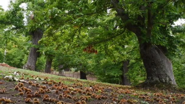 Podzimní Období Krásném Lese Starých Kaštanů Čas Sklizně Kaštany Zemi — Stock video