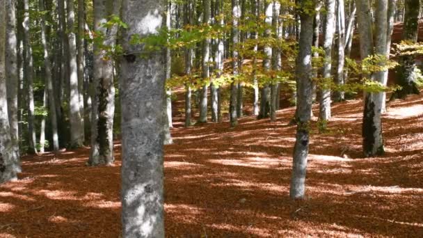 Sonbaharda Kayın Ormanı Yapraklar Yere Düşüp Orman Zeminini Kırmızıya Boyamadan — Stok video