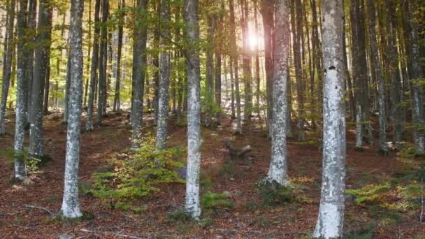Temporada Outono Sol Filtra Através Das Árvores Uma Bela Floresta — Vídeo de Stock