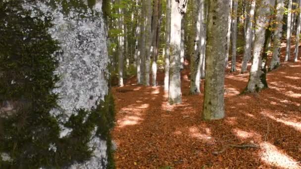 Bukový Les Podzim Listy Větvích Zežloutnou Pak Padají Zem Zbarvují — Stock video