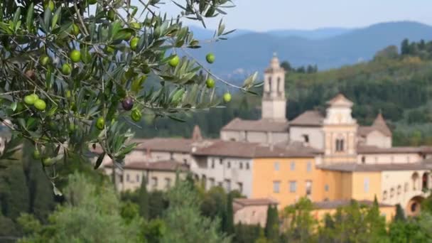 树枝上的橄榄 背景是著名的弗洛伦斯 查特豪斯 这座修道院位于意大利加卢佐市附近的埃克托山上 属于卡图西亚骑士团 — 图库视频影像