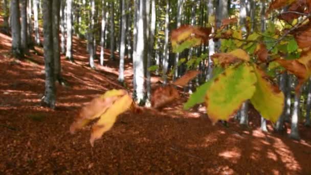 秋天的山毛榉林 关闭树枝上的叶子 山毛榉的叶子从绿色变成黄色 然后又变成红色 — 图库视频影像