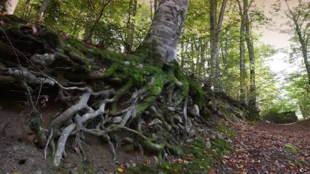 Δάσος Οξιάς Φθινόπωρο Λεπτομέρεια Των Ριζών Μιας Οξιάς — Αρχείο Βίντεο