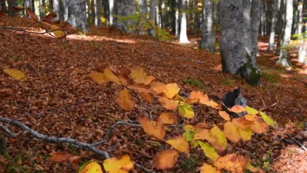 秋天的山毛榉林 关闭树枝上的叶子 山毛榉的叶子从绿色变成黄色 然后又变成红色 — 图库视频影像