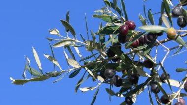 Mavi gökyüzüne karşı dalda olgun zeytinler. Toskana 'nın Chianti bölgesinde zeytin hasat dönemi. İtalya