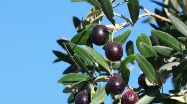 Olgun zeytinlerle dolu bir zeytin dalını mavi gökyüzüne yakın tut. Toskana 'da hasat zamanı. İtalya. Seçici Odaklanma.