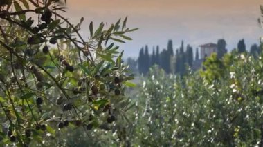 Hasat döneminde Toskana 'nın Chianti bölgesinde gün batımında zeytin dallarında olgunlaşmış zeytinler. İtalya, Avrupa.