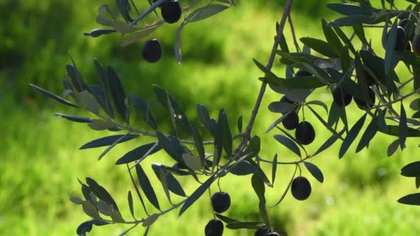 올리브 열매가 나뭇가지에 매달려 토스카나 키안티 지역의 올리브 기간이었습니다 선택적 — 비디오