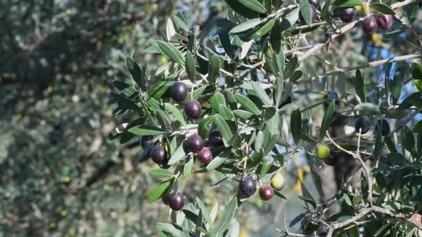 Branch Olive Tree Olives — Stock Video