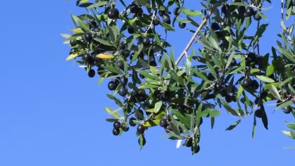 Olivy Visící Větve Proti Modré Obloze Období Sklizně Oliv Regionu — Stock video