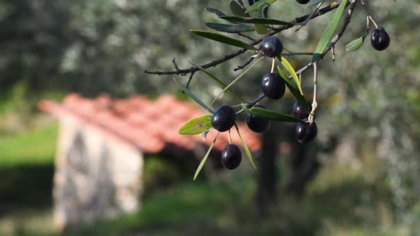 Oktober Toskanische Landschaft Olivenerntezeit Nahaufnahme Von Reifen Oliven Auf Dem — Stockvideo