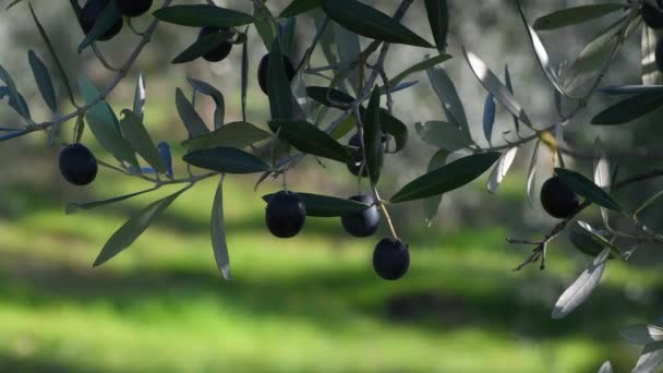 Detailní Záběr Zralých Oliv Visících Větve Období Sklizně Oliv Regionu — Stock video