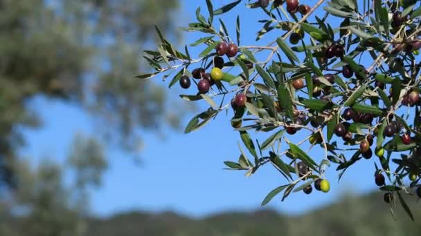 在蓝天的映衬下 枝条上挂着美丽的成熟橄榄 托斯卡纳的Chianti地区橄榄收获期 意大利 — 图库视频影像