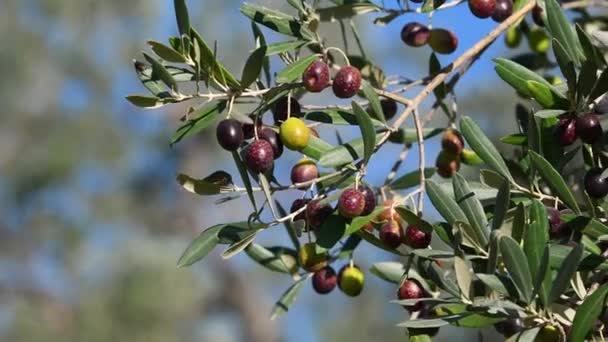 Гілка Оливкового Дерева Оливковими Маслинами Проти Блакитного Неба Тоскана Італія — стокове відео