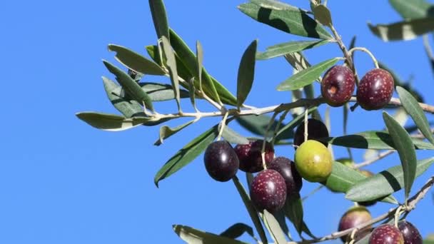Ветвь Оливкового Дерева Оливками Против Голубого Неба Тоскана Италия — стоковое видео