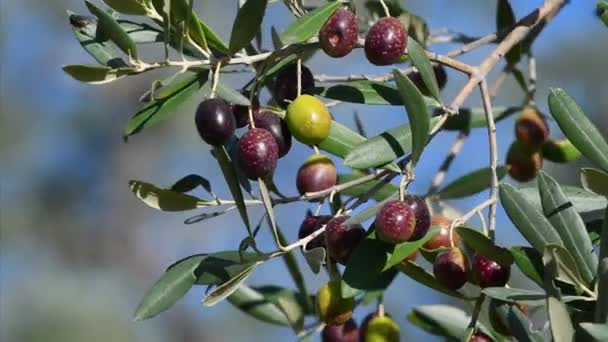Primo Piano Olive Mature Appese Ramo Periodo Raccolta Delle Olive — Video Stock