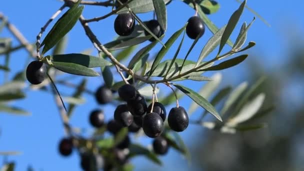 在蓝天的映衬下 枝条上有许多美丽的成熟橄榄 托斯卡纳的收获期意大利 有选择的重点 — 图库视频影像