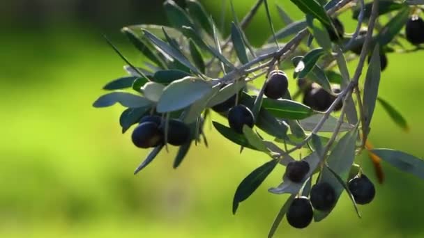 Zbliżenie Dojrzałych Oliwek Wiszących Gałęzi Okres Zbiorów Oliwek Regionie Chianti — Wideo stockowe