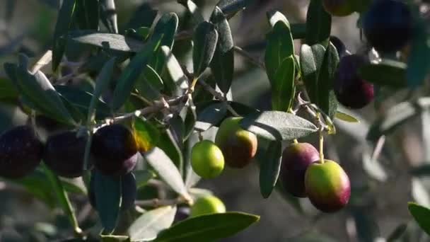 Großaufnahme Von Reifen Oliven Die Zweig Hängen Olivenernte Der Region — Stockvideo