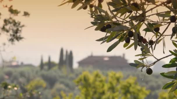 Hasat Döneminde Toskana Nın Chianti Bölgesinde Gün Batımında Zeytin Dallarında — Stok video