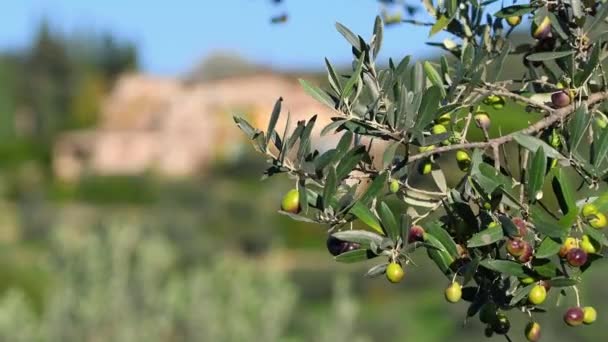 Оливки Звисають Гілці Будинками Задньому Плані Збирає Час Чианті Тоскані — стокове відео