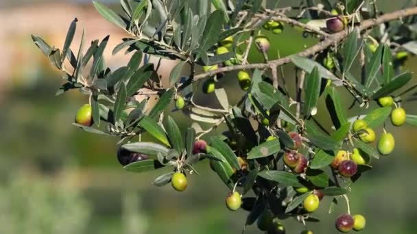 Nahaufnahme Von Olivenzweigen Mit Reifen Oliven Während Der Erntezeit Der — Stockvideo