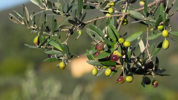 トスカーナのキアンティ地方で収穫期に熟したオリーブの枝を閉じます イタリア — ストック動画