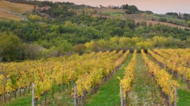 Kasım ayında, Chianti üzüm bağları sararır. Toskana İtalya 'sı. Kamera hareketi.