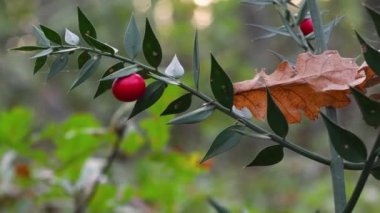 Kırmızı böğürtlenli (Pungitopo) kasap süpürgesi olarak bilinen Ruscus aculeatus 'a yakın. Düşük yeşil çalılık, düz filizler olarak bilinen, sert, omurga uçlu yapraklar gibi görünmesini sağlar..