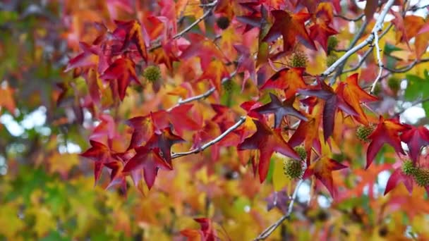 Akçaağaç Ağaçlarındaki Kırmızı Yapraklar Sonbahar Mevsiminde Rüzgarda Sallanıyor — Stok video