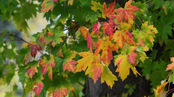 Lindas Folhas Verdes Vermelhas Amarelas Durante Temporada Outono — Vídeo de Stock