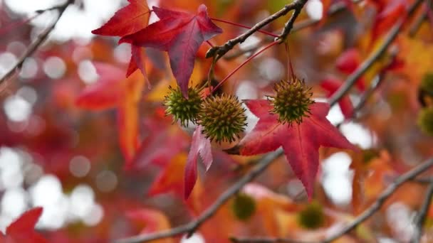 秋の紅葉シーズンには赤いカエデの木の果物のクローズアップ — ストック動画