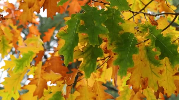 Zelené Žluté Listí Dubu Houpající Větru Podzimní Sezóně — Stock video