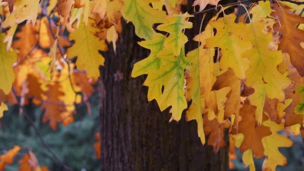 Yellow Leaves Oak Tree Swaying Wind Autumn Season — Stock Video