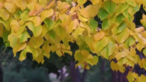 Piękna Żółta Lipa Kołysze Się Wietrze Listopadzie Jesienna Koncepcja Natury — Wideo stockowe