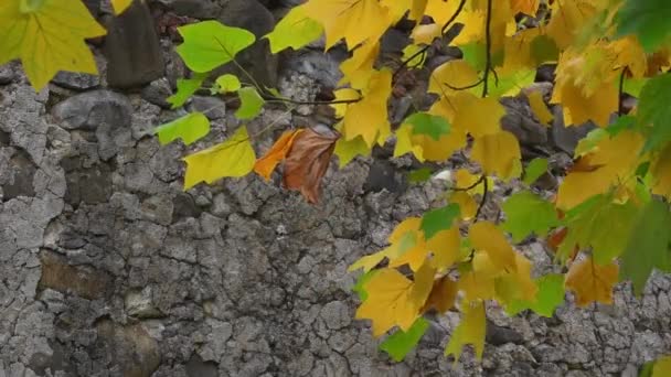Żółte Zielone Liście Klonu Kołyszące Się Wietrze Pod Kamienną Ścianą — Wideo stockowe
