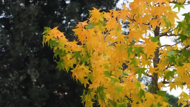 Κίτρινα Φύλλα Σφενδάμου Οκτώβριος Φύλλα Σφενδάμου Αλλάζουν Χρώμα Την Φθινοπωρινή — Αρχείο Βίντεο