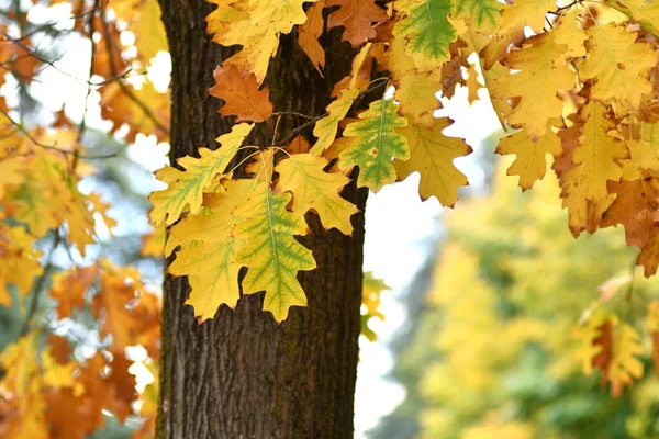 November Die Blätter Der Eichen Werden Gelb — Stockfoto