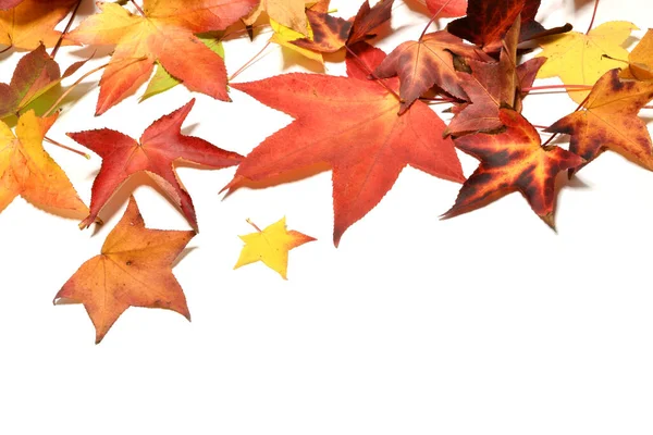Podzim Barevné Padající Javorové Listy Izolované Bílém Pozadí — Stock fotografie