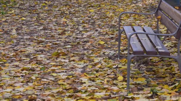 Žluté Listí Odlétá Listopadu Před Lavičkou Parku — Stock video