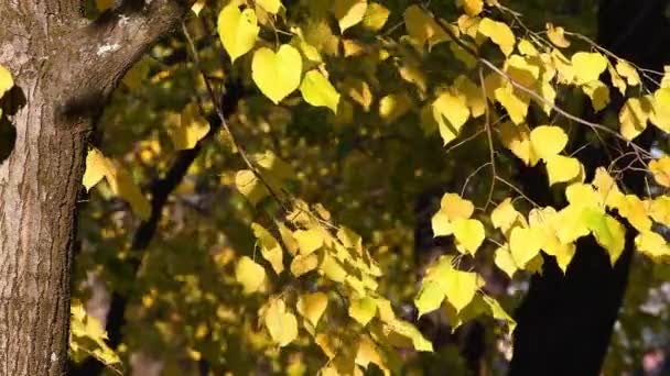Schöne Gelbe Lindenblätter Wiegen Sich November Wind Herbstliches Naturkonzept — Stockvideo
