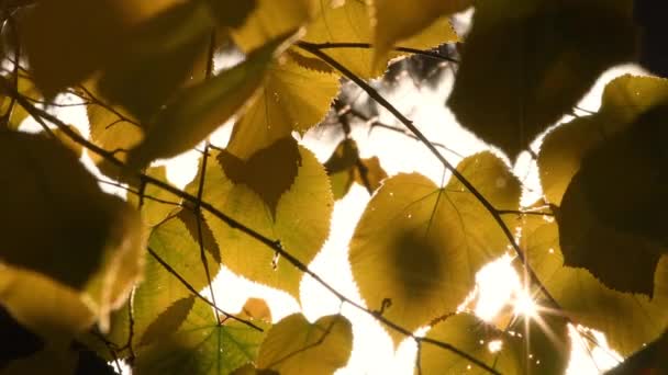 Herbst Filtert Die Sonne Durch Die Gelben Blätter Der Linden — Stockvideo