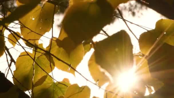 Sol Filtra Através Das Folhas Amarelas Das Tílias Outono — Vídeo de Stock