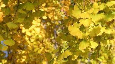 Sonbaharda bir ginkgo biloba ağacının sarı yaprakları hafif esintide sallanıyor..