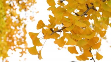 Ginkgo biloba ağacının güzel yaprakları sonbahar mevsiminde koyu sarıya döner. Ginkgo Biloba sarı yapraklarını beyaz gökyüzüne yaklaştır.
