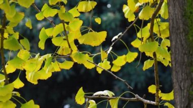 Sonbaharda bir ginkgo biloba ağacının yeşil-sarı yaprakları hafif esintide sallanıyor..