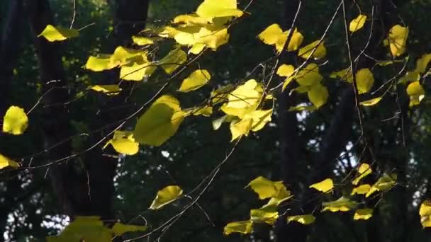 秋の季節には黄色いリンデンの葉が風に揺れる 秋の自然コンセプト — ストック動画